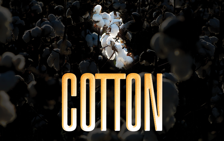 SDOpera WebsiteGraphics COTTON 365x230