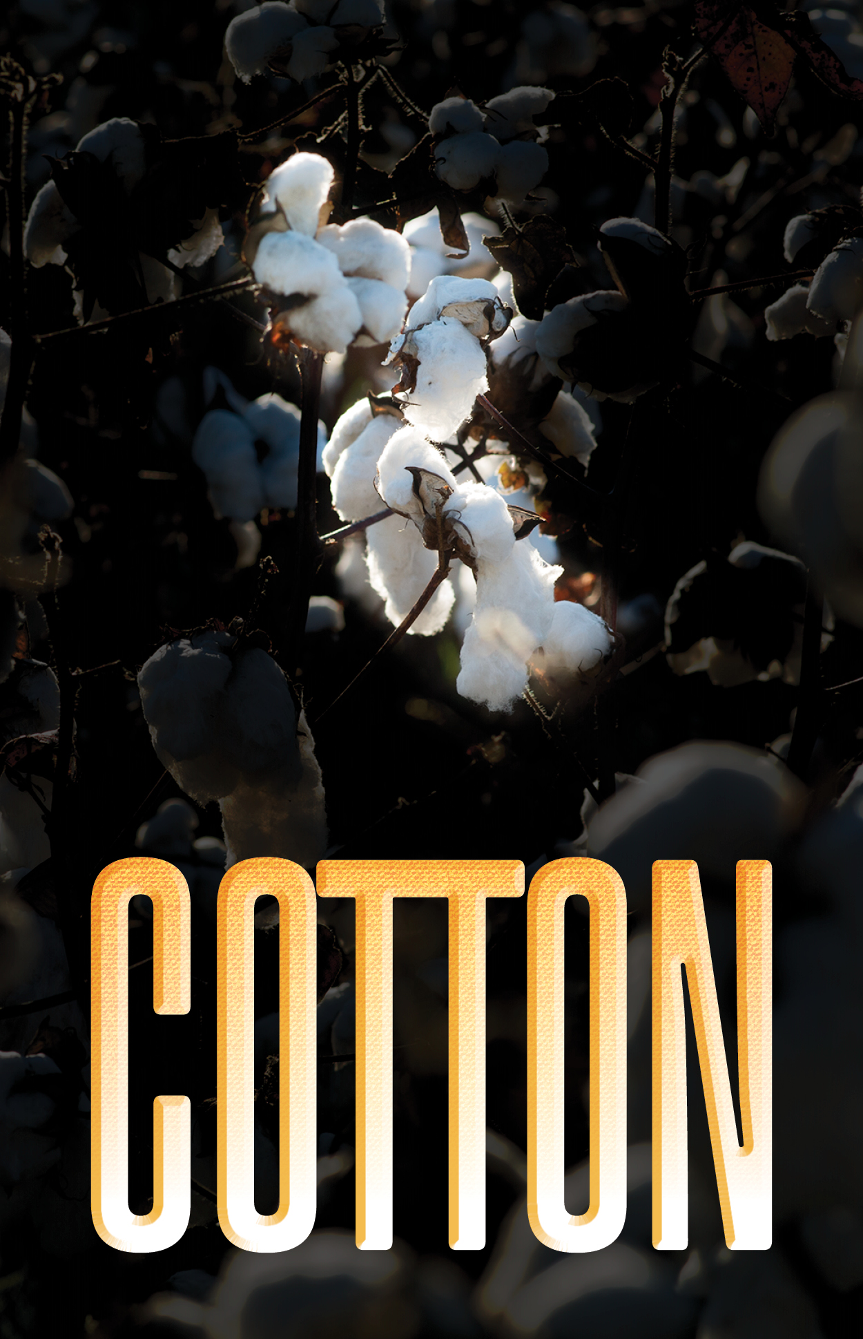 SDOpera WebsiteGraphics COTTON 600x930
